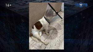 В Люберцах орудует неизвестный маньяк - зоофил