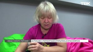 Антикафе с поросятами открылось в Красноярске