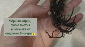 РАСПАКОВКА ПОСЫЛКИ С НОВЫМИ РАСТЕНИЯ ДЛЯ САДА ОТ НАТАЛЬИ КАНАЛ САДОВЫЕ ФАНТАЗИИ. ЧТО КУПИЛА?