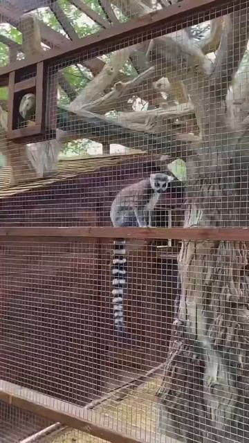 Это самый лучший парк в России! 📍«Лога», Ростовская обл. #путешествия #россия #лето #travel #park смотреть онлайн