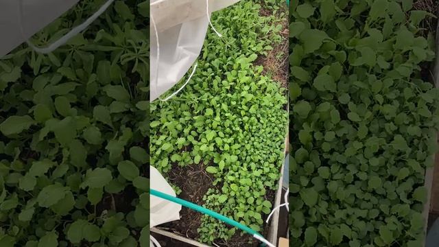 Для чего нужны сидераты на грядках.