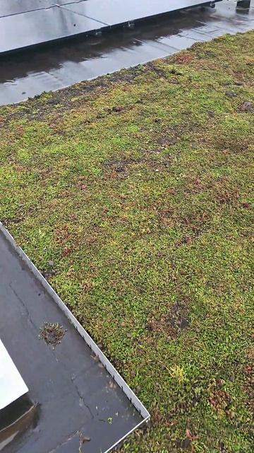 Интересное решение защиты крыши в Нидерландах