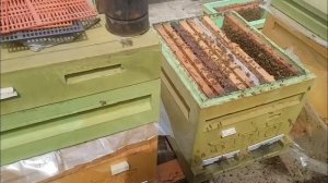 Расширение и развитие двухматочного улья. У меня начинается получатся.