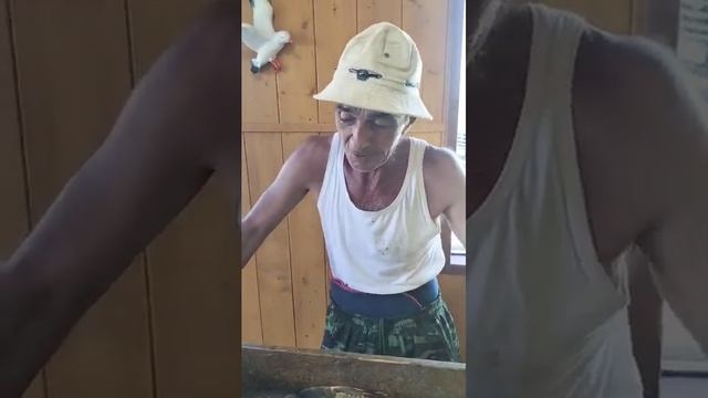 Карпики один к одному.Интервью рыбака. 🎣 РК «Чайка». смотреть онлайн