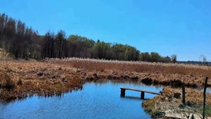 Нашёл рядом с лесом пруд и решил опустить на дно камеру. Только посмотри кто там живёт.
