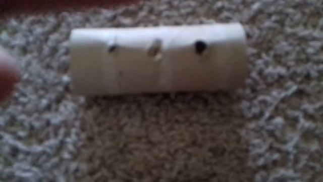 Как сделать игрушку кармушку для хомяка🐹🐹🐹 #Хомяки смотреть онлайн