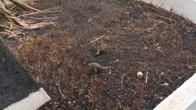 Воробьиная любовь! смотреть онлайн