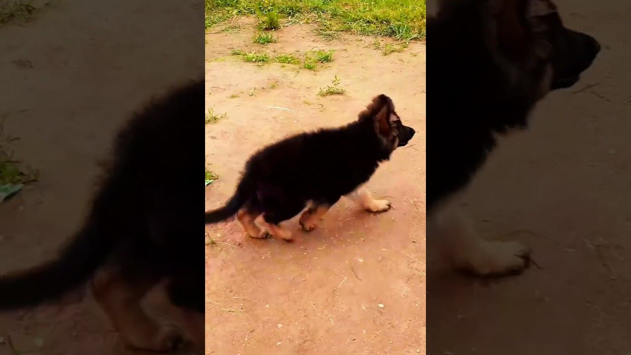 Щенки немецкой овчарки #germanshepherd #puppy #shepherd #shepherddog