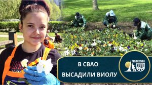 На цветниках СВАО высадили виолу