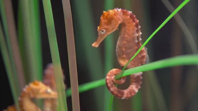 🦐 Невероятный аквариум с морскими коньками 🐠