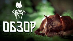 обзор stray