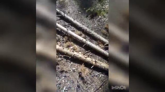 Строим домик в лесу,Часть 1 смотреть онлайн