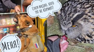Пёс Кубик первый в автолавке! Вечерний пригляд за совами и раздача ужина. Апрельская гроза и ящерка