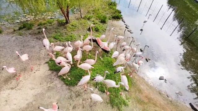 🦩 Розовые фламинго вышли в уличный вольер!