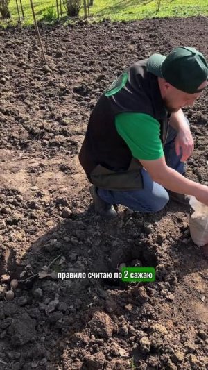 Это удобрение увеличит урожай картофеля в 2 раза #картофель #огород #сад #сад #урожай #дача