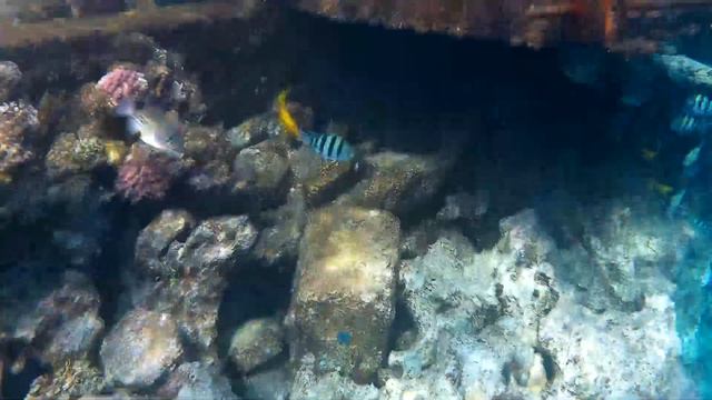 Под красной водой 2 354 Коралловый риф Dreams Beach Hotel, Египет, Шарм-Эль-Шейх, Тауэр Бэй 2023 смотреть онлайн