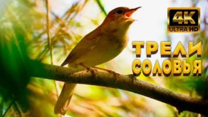 Красивое пение соловья. Расслабление от природы #relax