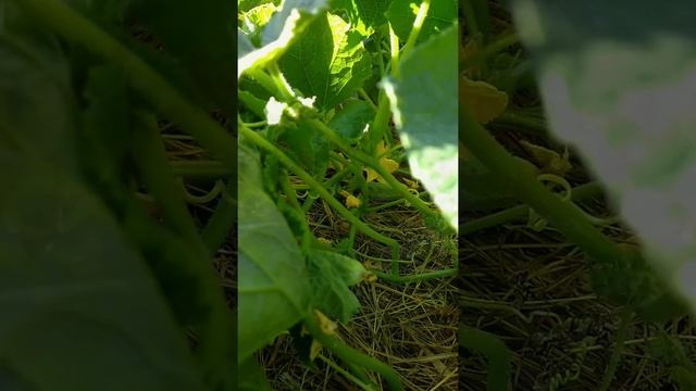 Удивительное рядом Наш сад