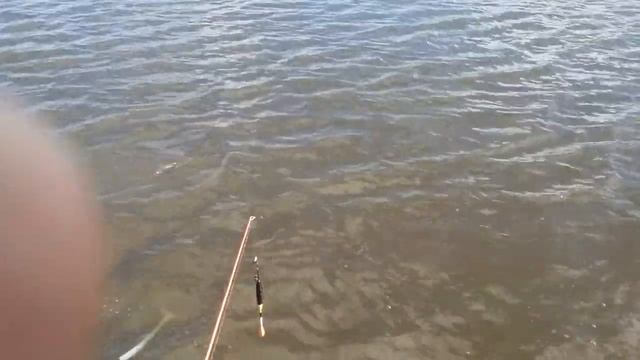 Поклевка карпа Башкирского. смотреть онлайн