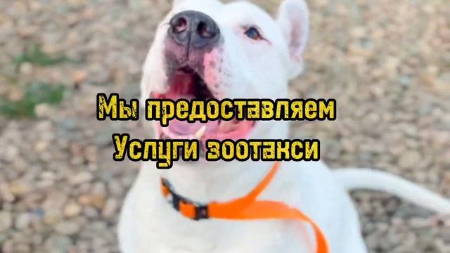 Зоогостиница Ева, г.Краснодар