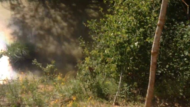 Путешествие в лесу смотреть онлайн