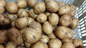 Купили картошку на Посадку.
Сорт Адретта.Посмотрим осенью,как нарастёт.
#картошканапосадку