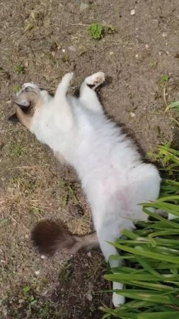 Котик Мачо отдыхает под Лилейниками ,,Веселые ребята_