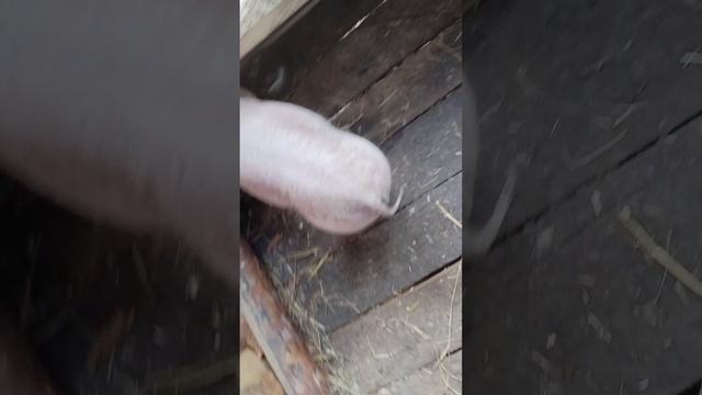 Темпо?Йоркшир?Крупная белая?Какой породы поросят Ромаха?