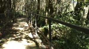 Сочи. Интересные места. Тисо-самшитовая роща в Хосте. Лабиринт, Глубокая балка. Ч. 1