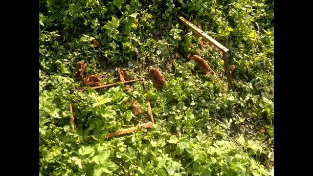 медведь посетил пасеку смотреть онлайн