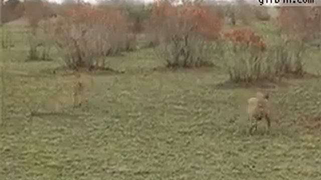 Умный олень смотреть онлайн