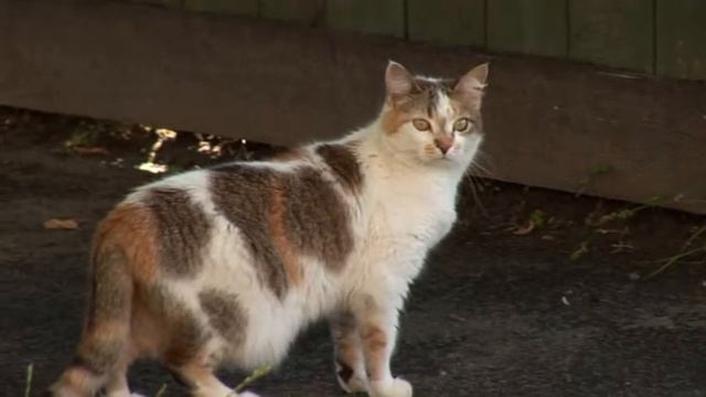 "Паляванне на дзівосы" - 2012 (№3). Гомельская вобласць. смотреть онлайн