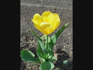 Всходы желтых тюльпанов