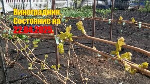 Виноградник | Состояние на 22. 04. 2025