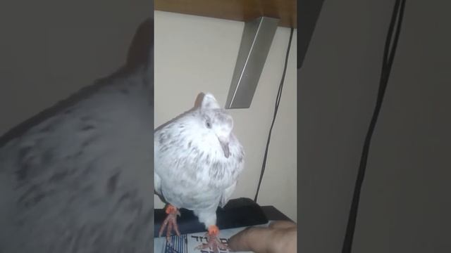 Московский Монах , внеадеквате! смотреть онлайн