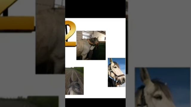 DRAW MY LIVE//КОННАЯ ВЕРСИЯ// ИСТОРИЯ МОЕЙ КОННОЙ ЖИЗНИ смотреть онлайн