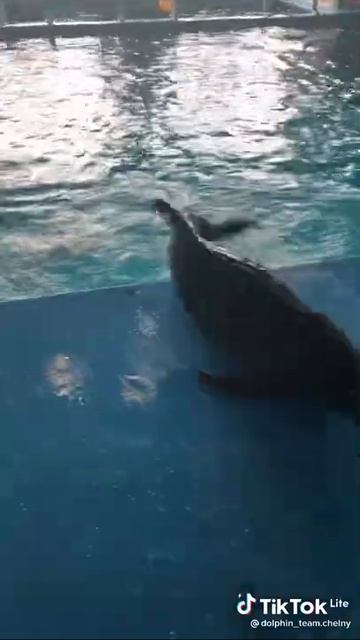 ТикТок из дельфинария смотреть онлайн