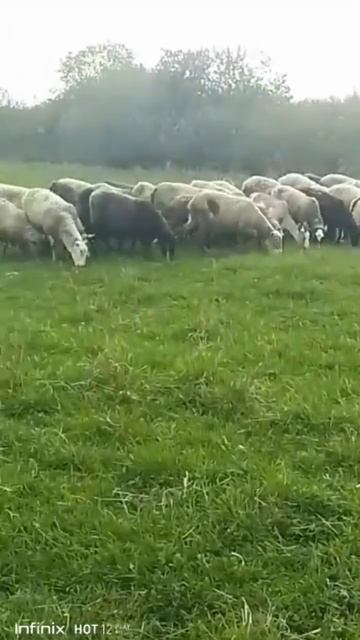 Песня про коз. смотреть онлайн