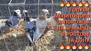 🔥🔥🔥 Голуби Запорожья, Мелитополя на ярмарке в Ростове на Дону. Птичий рынок 19.04.25. Pigeons Fai