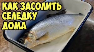 КАК ЗАСОЛИТЬ СЕЛЁДКУ! Это ЛУЧШИЙ рецепт МАЛОСОЛЬНОЙ СЕЛЁДКИ! Пряный посол ИДЕАЛЬНЫЙ ВКУС!