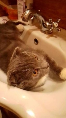 Ты почему лапы не моешь #приколыскотами#интересныеистории#топвидео#смешныекоты