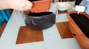 Посев семян: перец острый и гравилат чилийский!