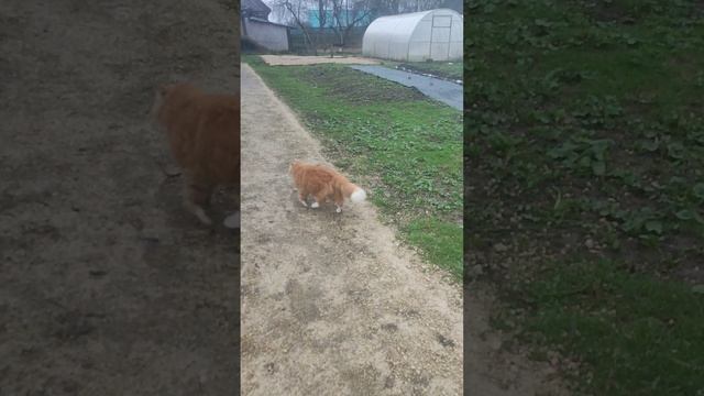 Вот такое утро в деревне🏡 Рыжий кот Фокс🐱 хозяюшка Лапа, гуси🪿 куры🐔