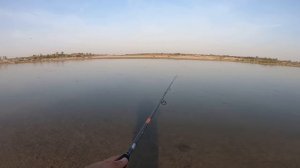 Сырдарья ловля Жереха на спиннинг в Узбекистане!