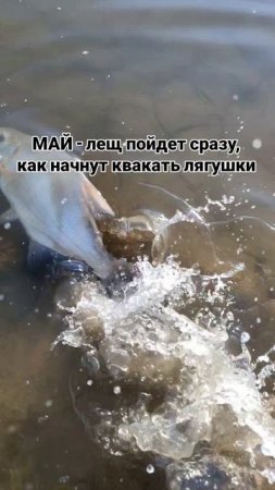 Лещи и лягушки взаимосвязаны?!
