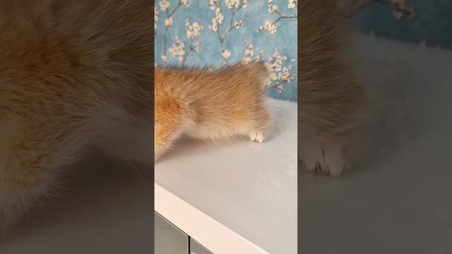 Британский короткошерстный котенок золотая шиншилла Varginia. Окрас: черный золотой завуалированный