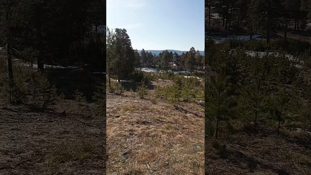 Лесные прогулки с собаками/ природа Урала смотреть онлайн