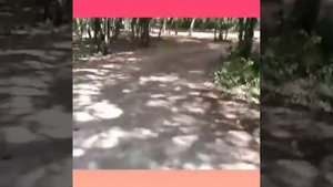 Бетта. Кемпинг Сосны :)