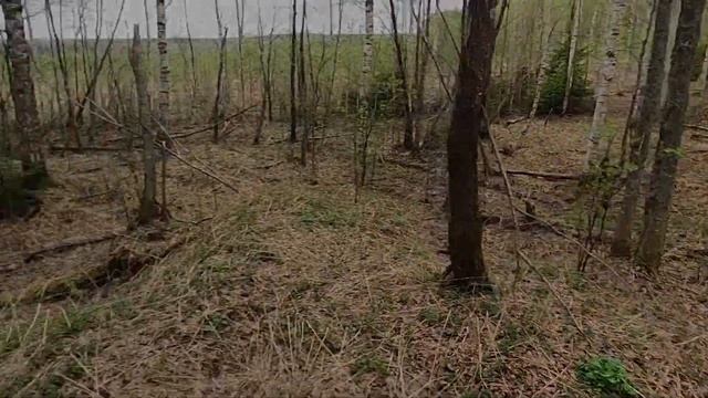 НЕВЕРОЯТНАЯ НАХОДКА В ЛЕСУ!!!
