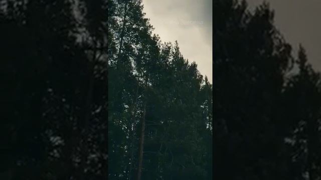 Автор и исполнитель Романа Зверева